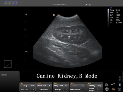Canine Kidney, B Mode