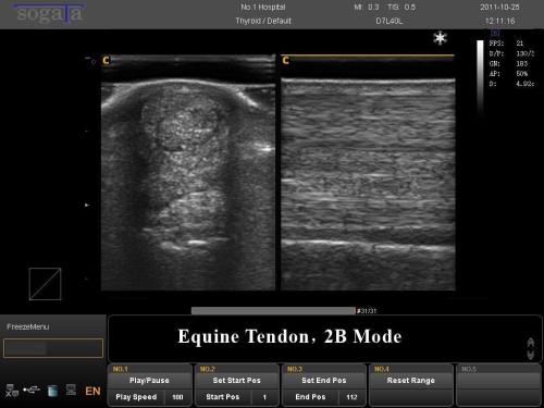 Equine Tendon, 2B Mode